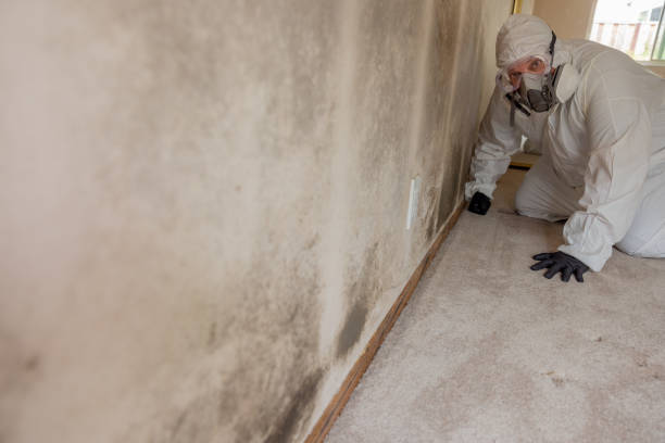 Professional Mold Removal in Wagner, SD